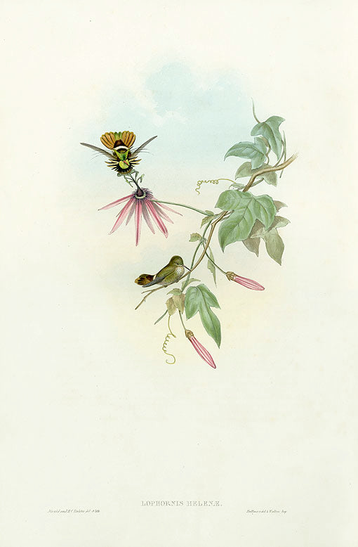 John Gould Hummingbird Princess Helena's Coquette