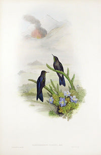John Gould Hummingbird Southern Thorn-bill - Panteek Antique Prints