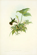 John Gould Hummingbird Spotted Adelomyia - Panteek Antique Prints
