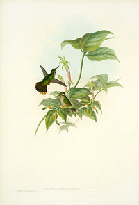 John Gould Hummingbird Spotted Adelomyia - Panteek Antique Prints