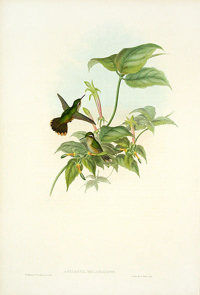John Gould Hummingbird Spotted Adelomyia