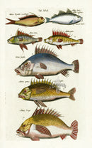 Johnston Historiae Naturalis Original Print Anthias Fish - Panteek Antique Prints