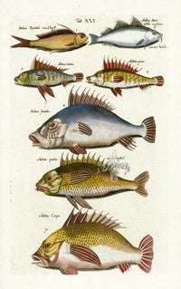 Johnston Historiae Naturalis Original Print Anthias Fish - Panteek Antique Prints