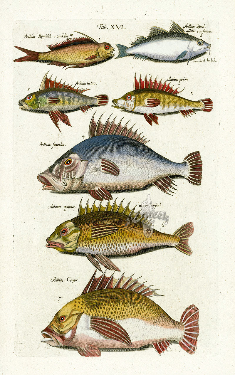 Johnston Historiae Naturalis Original Print Anthias Fish