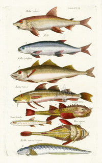 Johnston Historiae Naturalis Original Print Asellius - Panteek Antique Prints