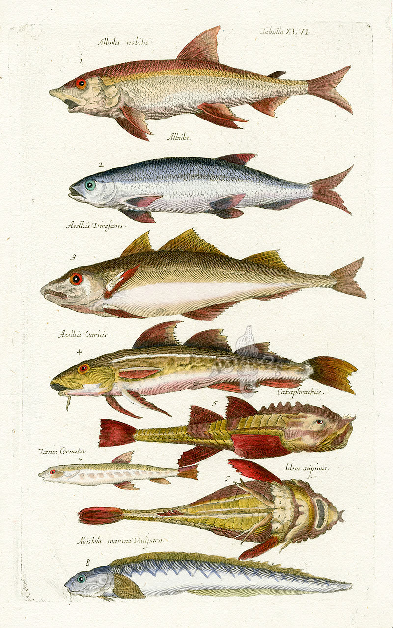 Johnston Historiae Naturalis Original Print Asellius