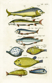 Johnston Historiae Naturalis Original Print Box Fish - Panteek Antique Prints