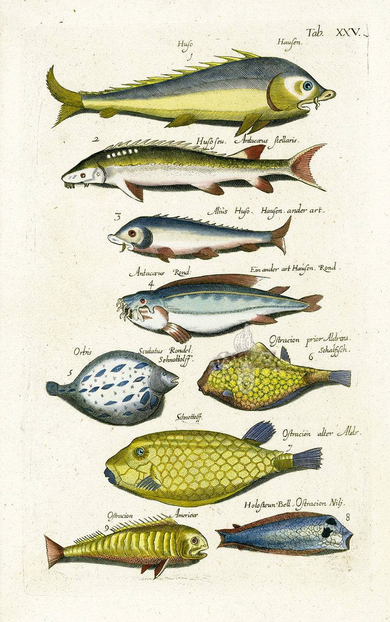 Johnston Historiae Naturalis Original Print Box Fish