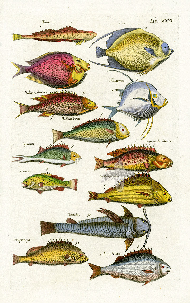 Johnston Historiae Naturalis Original Print Butterfly Fish