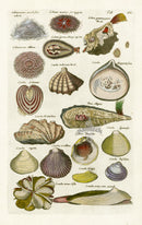 Johnston Historiae Naturalis Original Print Clam - Panteek Antique Prints