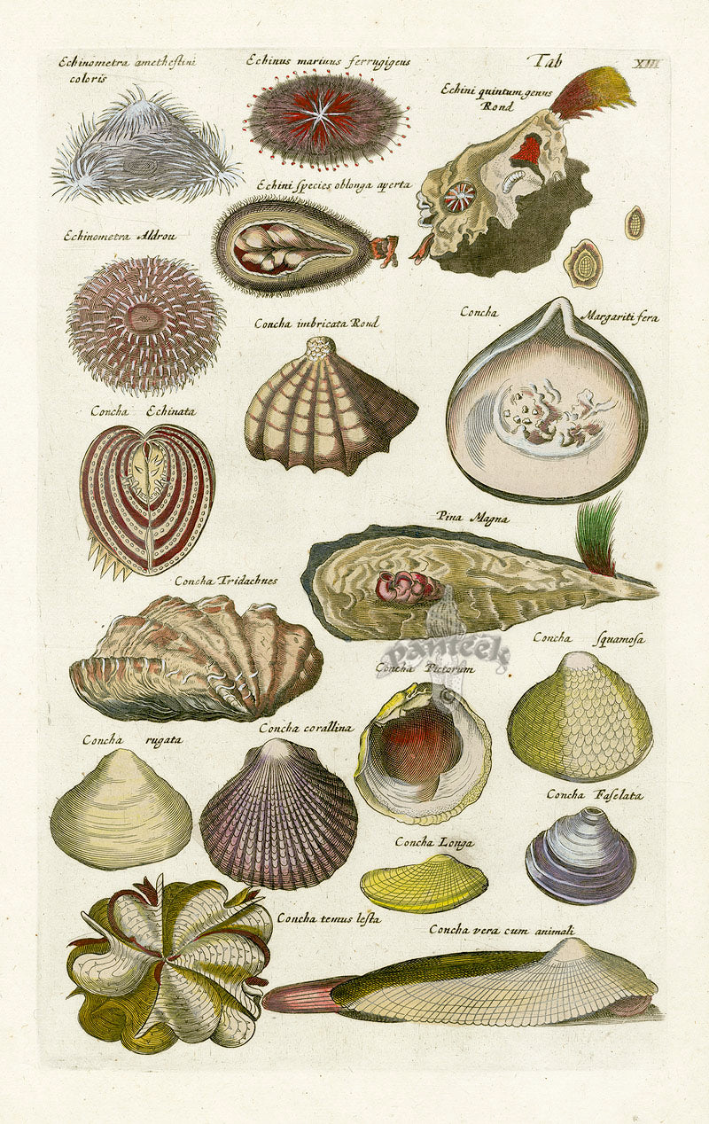 Johnston Historiae Naturalis Original Print Clam