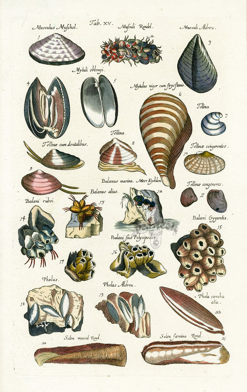 Johnston Historiae Naturalis Original Print Clams, Barnacles