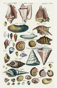 Johnston Historiae Naturalis Original Print Conch Shells - Panteek Antique Prints