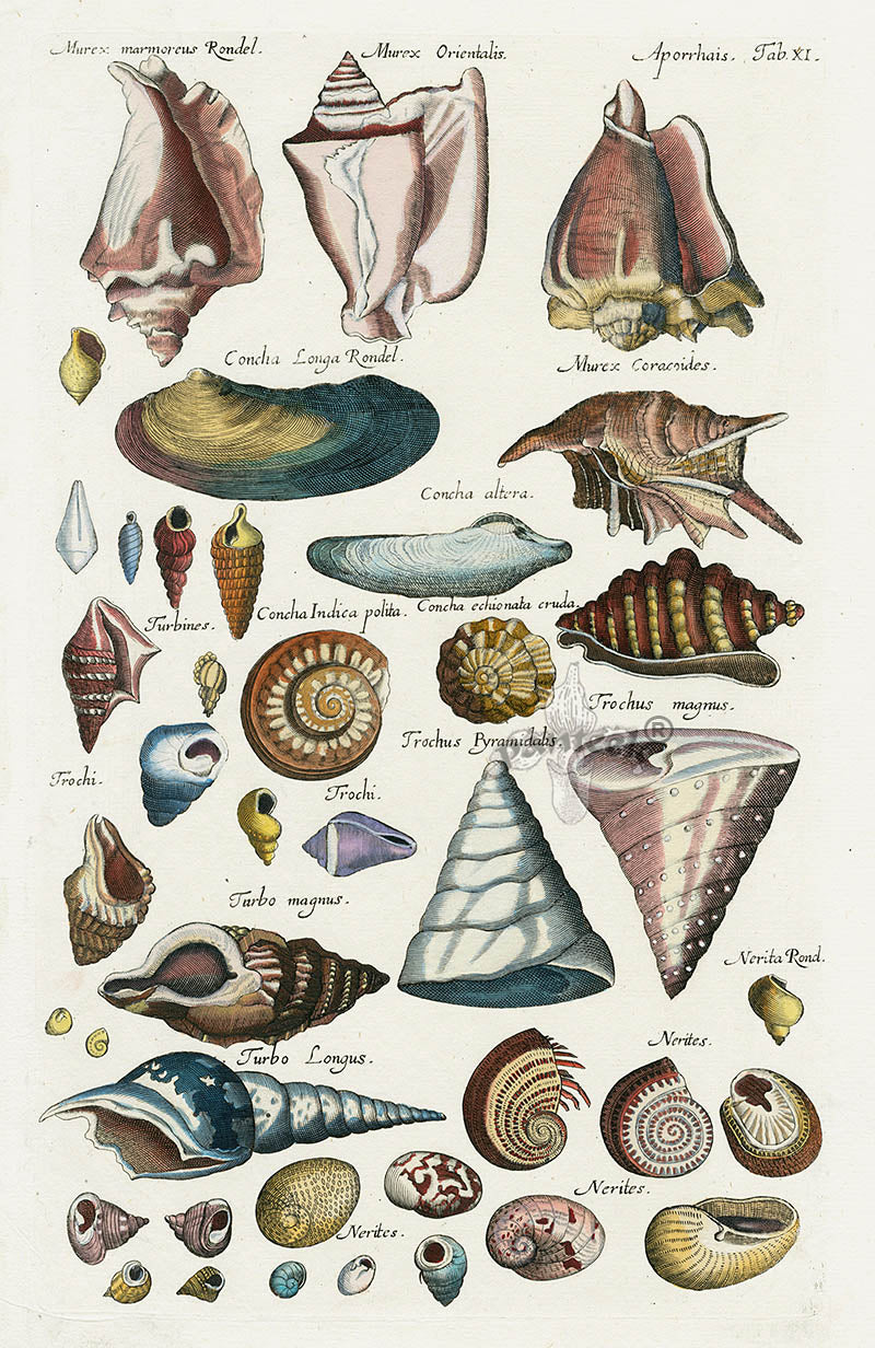 Johnston Historiae Naturalis Original Print Conch Shells