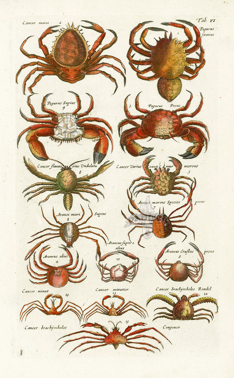 Johnston Historiae Naturalis Original Print Crab