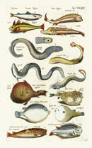 Johnston Historiae Naturalis Original Print Eel - Panteek Antique Prints