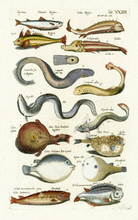 Johnston Historiae Naturalis Original Print Eel - Panteek Antique Prints