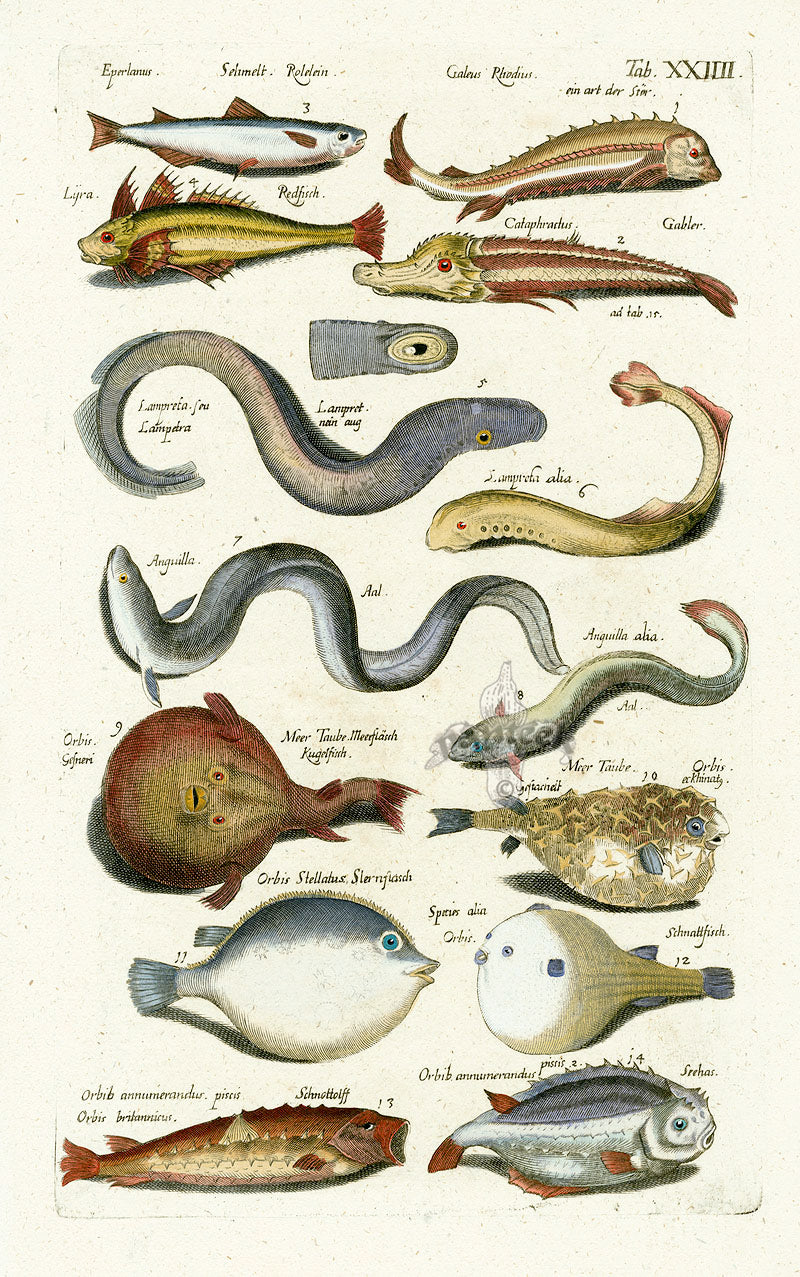 Johnston Historiae Naturalis Original Print Eel