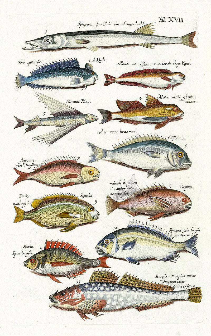 Johnston Historiae Naturalis Original Print Flying Fish