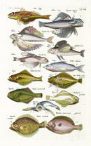 Johnston Historiae Naturalis Original Print Gurnard - Panteek Antique Prints