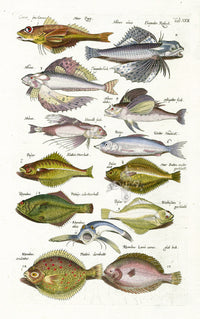 Johnston Historiae Naturalis Original Print Gurnard - Panteek Antique Prints