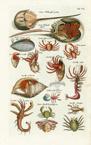 Johnston Historiae Naturalis Original Print Horseshoe Crab - Panteek Antique Prints