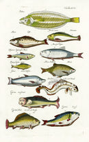 Johnston Historiae Naturalis Original Print Lady Carp - Panteek Antique Prints