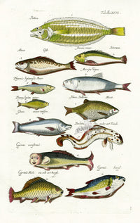 Johnston Historiae Naturalis Original Print Lady Carp - Panteek Antique Prints