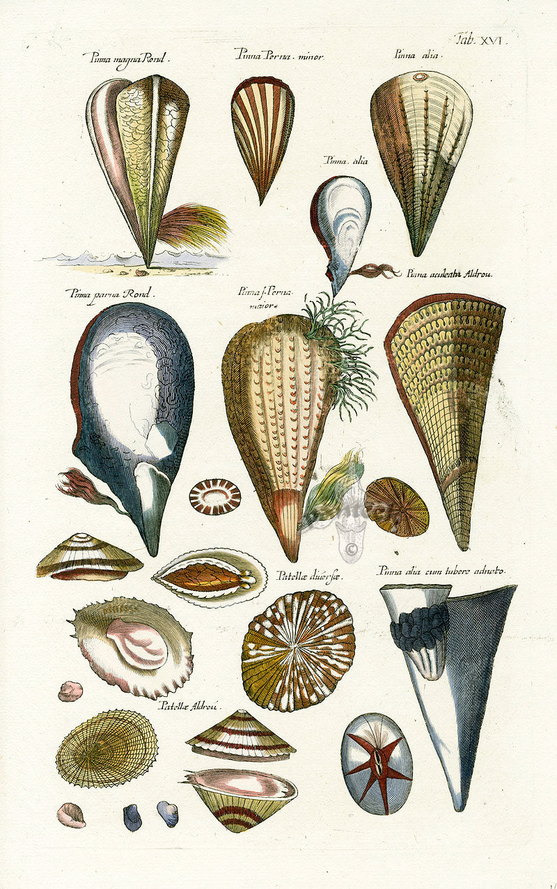 Johnston Historiae Naturalis Original Print Mollusk