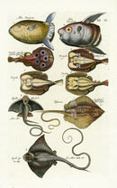 Johnston Historiae Naturalis Original Print Moonfish - Panteek Antique Prints