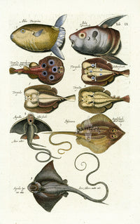 Johnston Historiae Naturalis Original Print Moonfish - Panteek Antique Prints