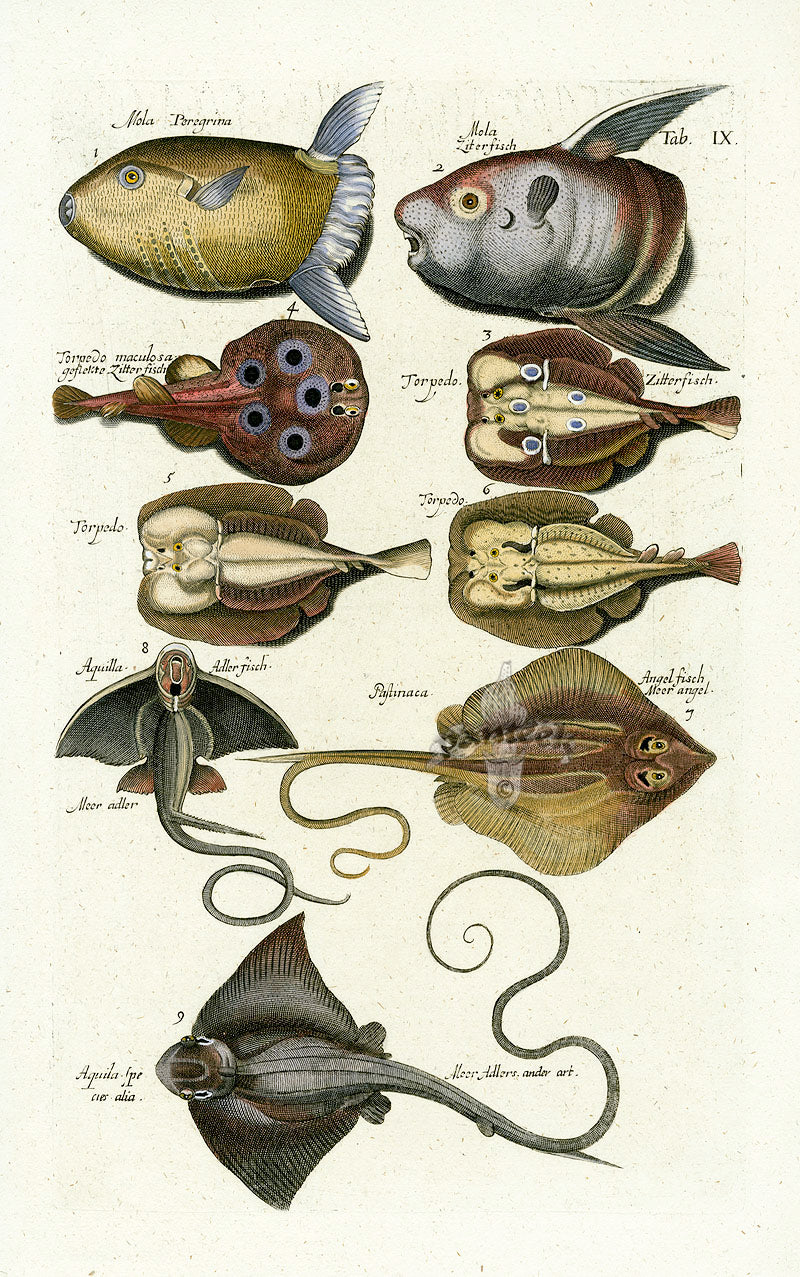 Johnston Historiae Naturalis Original Print Moonfish