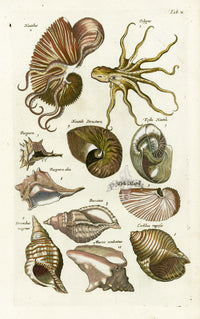 Johnston Historiae Naturalis Original Print Nautilus - Panteek Antique Prints