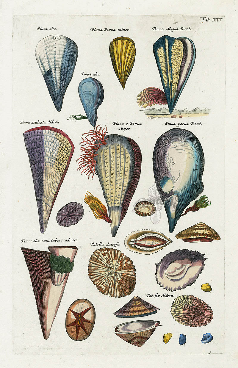 Johnston Historiae Naturalis Original Print Pen Shells