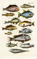 Johnston Historiae Naturalis Original Print Piranha - Panteek Antique Prints