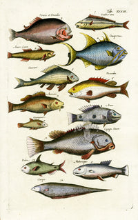 Johnston Historiae Naturalis Original Print Piranha - Panteek Antique Prints