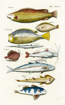 Johnston Historiae Naturalis Original Print Piratia Fish - Panteek Antique Prints