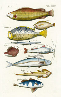 Johnston Historiae Naturalis Original Print Piratia Fish - Panteek Antique Prints