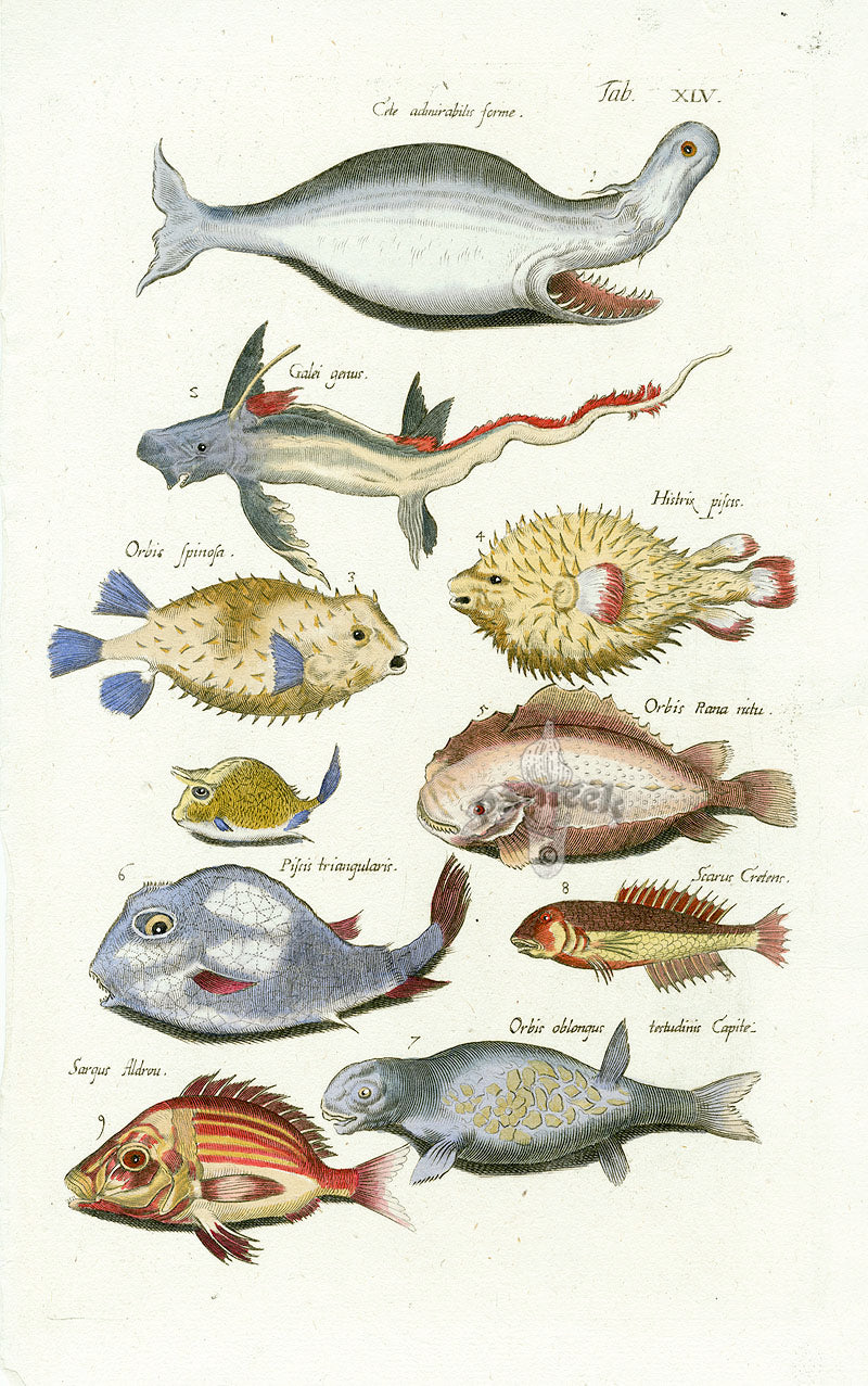 Johnston Historiae Naturalis Original Print Puffer Fish