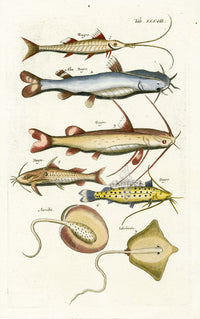 Johnston Historiae Naturalis Original Print Ray, Catfish - Panteek Antique Prints
