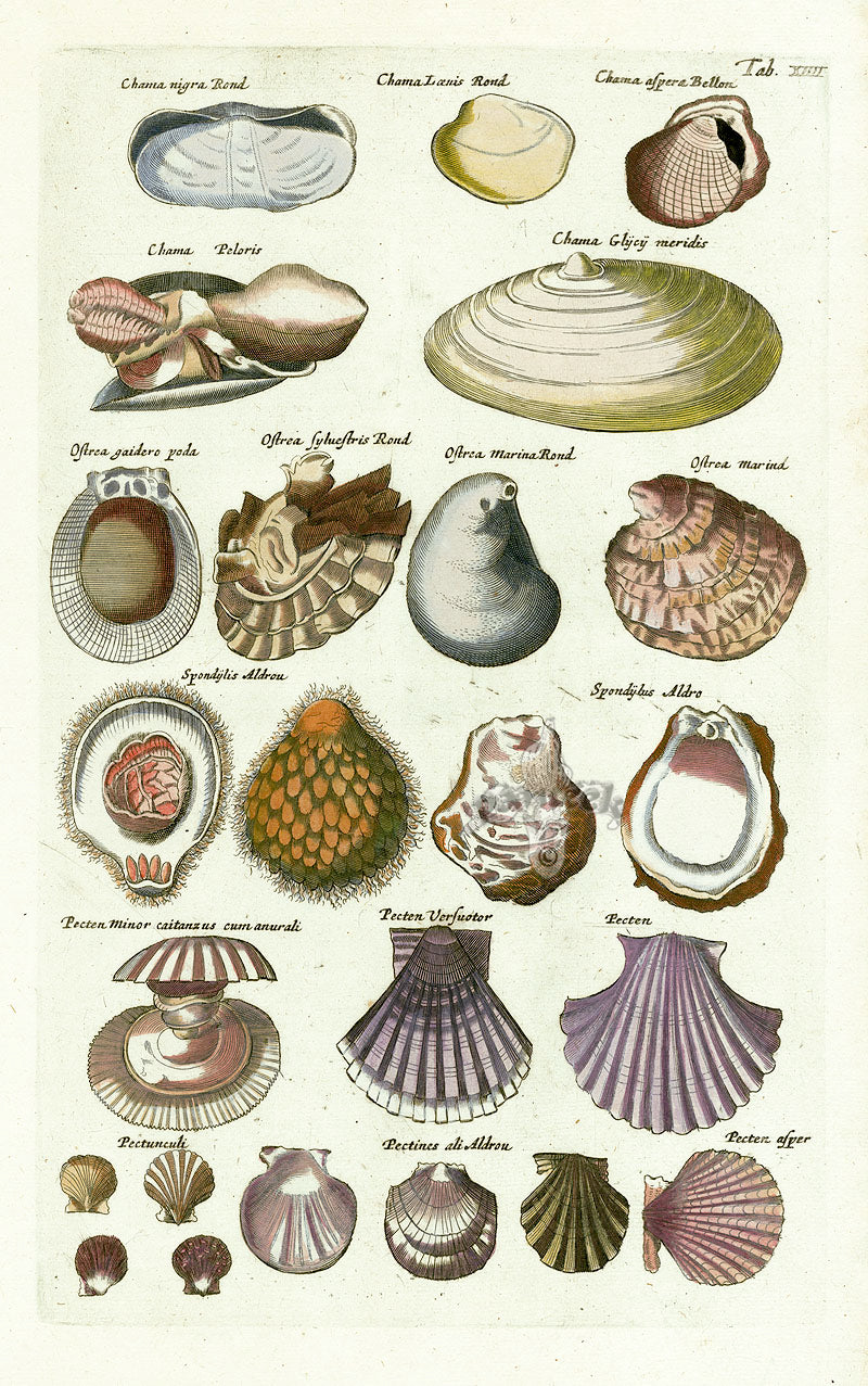 Johnston Historiae Naturalis Original Print Scallop