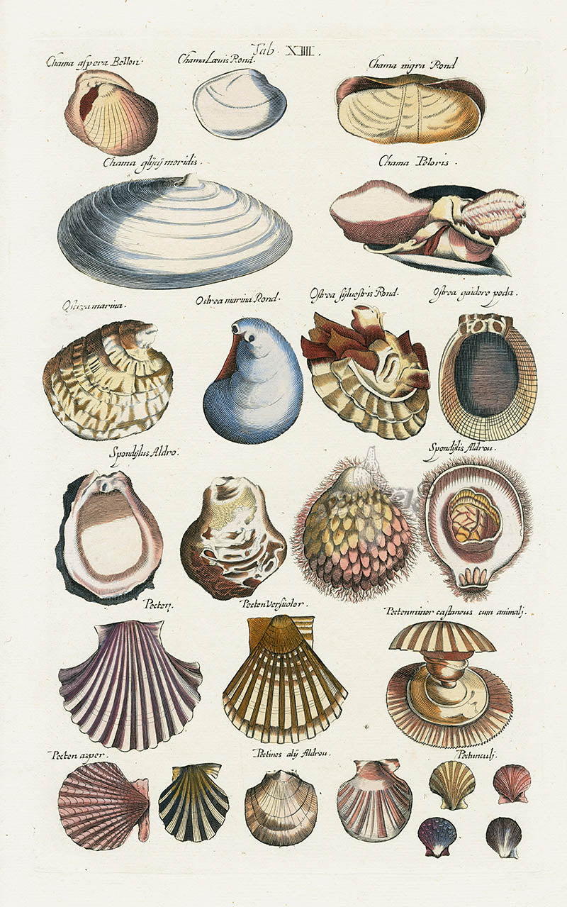 Johnston Historiae Naturalis Original Print Scallop Shell