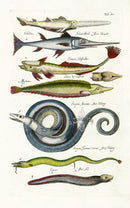 Johnston Historiae Naturalis Original Print Sea Serpent - Panteek Antique Prints