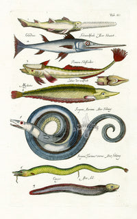 Johnston Historiae Naturalis Original Print Sea Serpent - Panteek Antique Prints