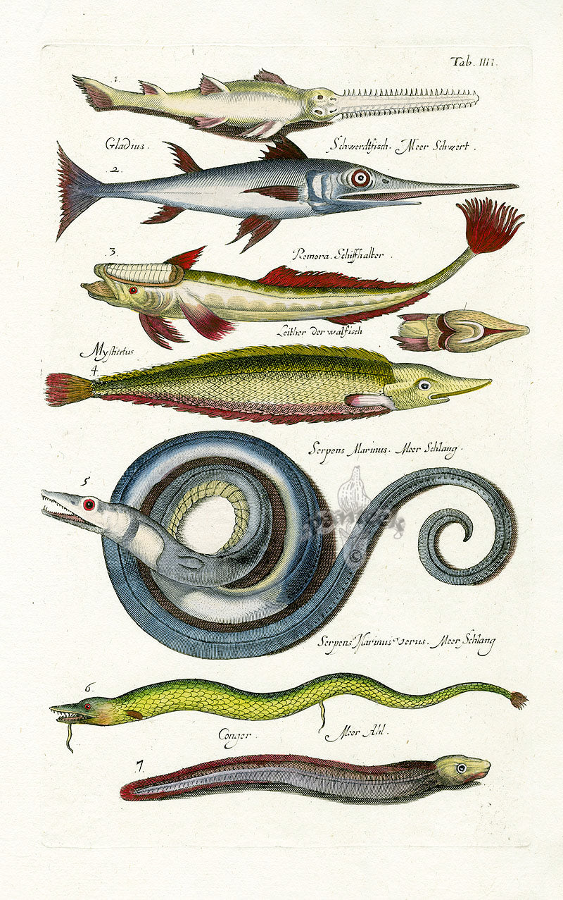 Johnston Historiae Naturalis Original Print Sea Serpent