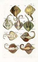 Johnston Historiae Naturalis Original Print Skates, Rays - Panteek Antique Prints