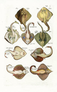 Johnston Historiae Naturalis Original Print Skates, Rays - Panteek Antique Prints