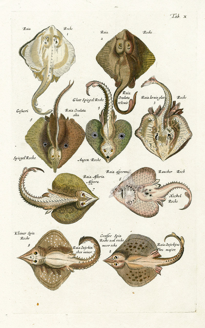 Johnston Historiae Naturalis Original Print Stingrays
