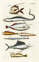 Johnston Historiae Naturalis Original Print Swordfish - Panteek Antique Prints