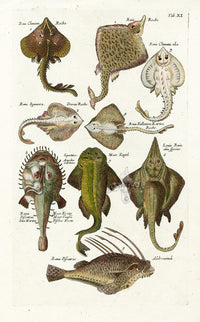 Johnston Historiae Naturalis Original Print Thornback Ray - Panteek Antique Prints